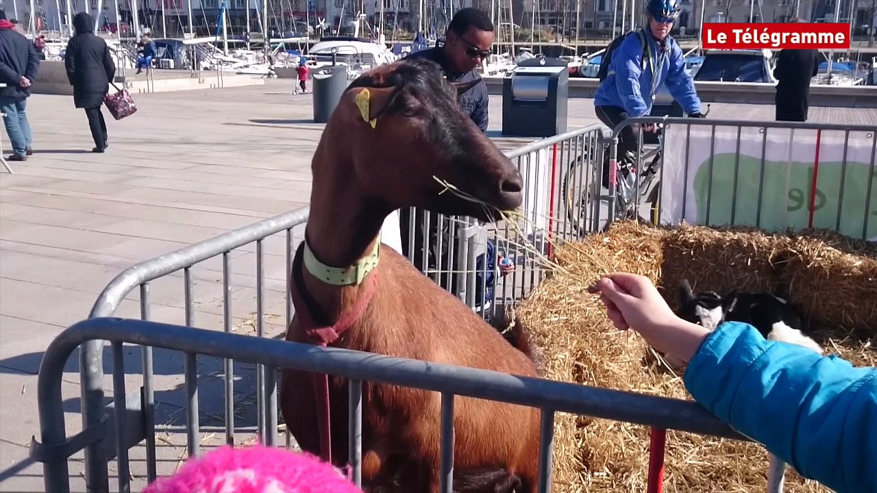 Vannes. Les femmes du monde agricole sur l'esplanade du port