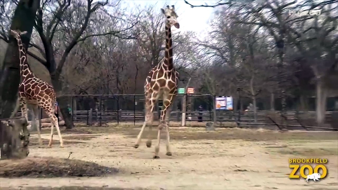 Young Giraffe does a happy dance for spring