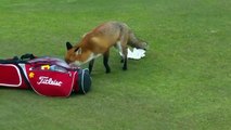 Zorro roba cartera a golfista