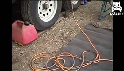 Squirrels fight over food