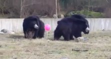 Des ours bruns jouent avec un ballon rose dans un Zoo