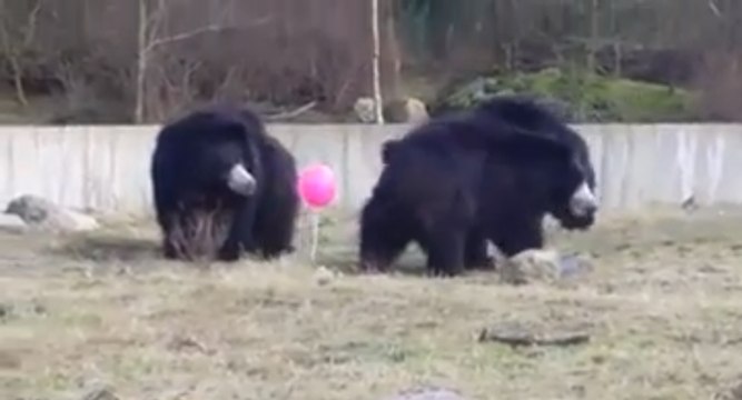 Des ours bruns jouent avec un ballon rose dans un Zoo