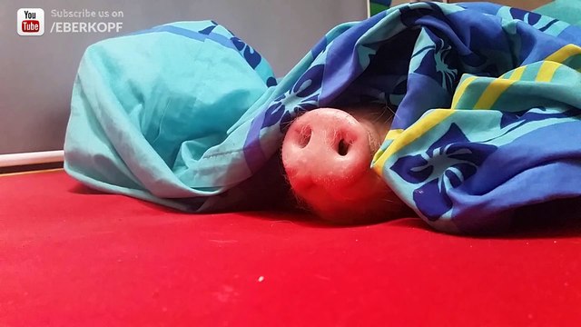 Un cochon caché renifle et mange un petit Lu en quelques secondes... Le gourmand !