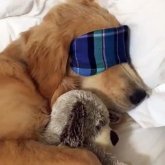 Ce chien dort comme un bébé