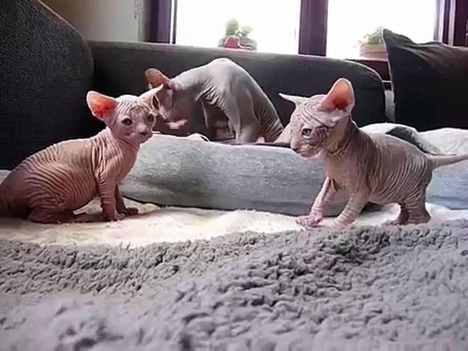 Baby Sphynx Kittens