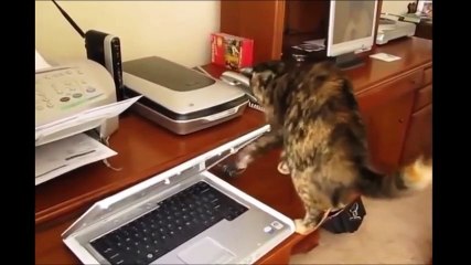 Funny Videos - Funny Cats - Funny Animals - Funny Dogs - Funny Cats Compilation-Part 1