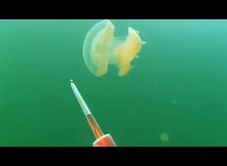 Yeşil boya ile bir denizanası hareketini izleme