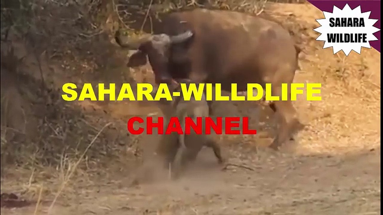 Buffalo Gores Lion To Death [Battle Of Death!!!]