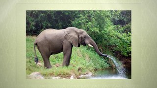 Honeymoon ideas - Safari Adventure | Tongole Wilderness Lodge
