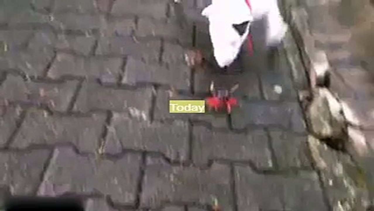 best Funny Dog Video clips