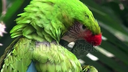 Best prank A Great Green Macaw