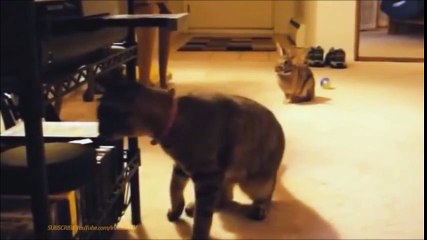 Funny Videos - Funny Cats - Funny Animals - Funny Dogs - Funny Cats Compilation-part5