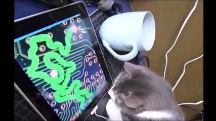 Funny Videos - Funny Cats - Funny Animals - Funny Dogs - Funny Cats Compilation-part7