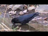 Jungle crow splashing around in a puddle