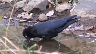 Jungle crow splashing around in a puddle