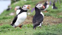 best funny Puffins prank