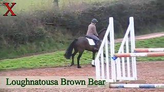 Loughnatousa Brown Bear from Exmoor Eventing