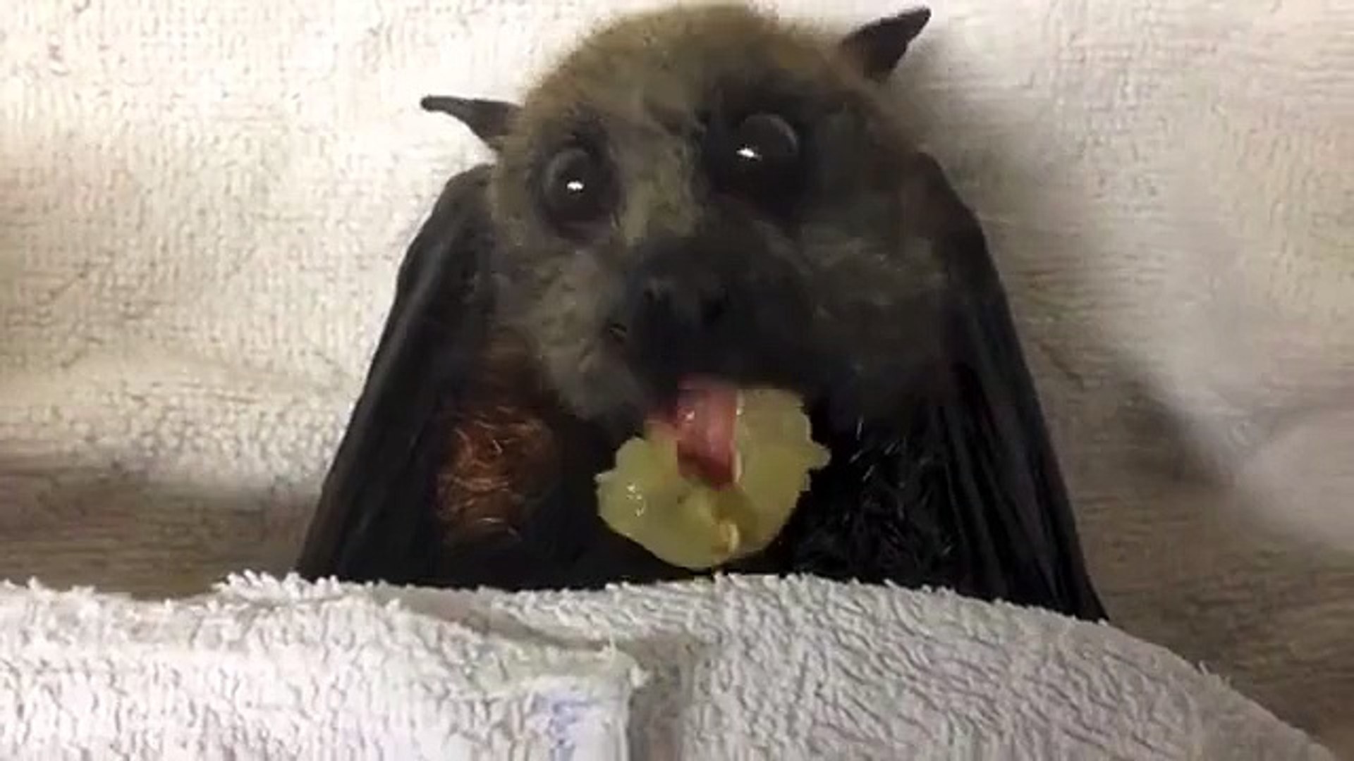 Bat Eating Banana Batzilla Www Bats Org Au Dailymotion Video