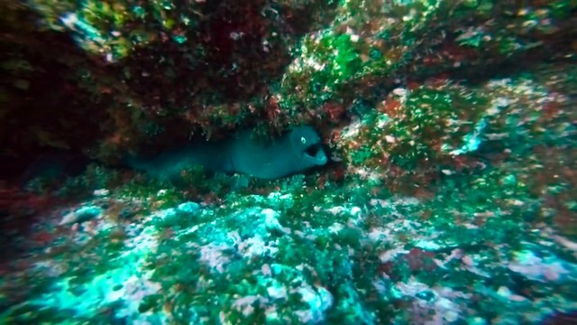 2015 Acores Pico Island