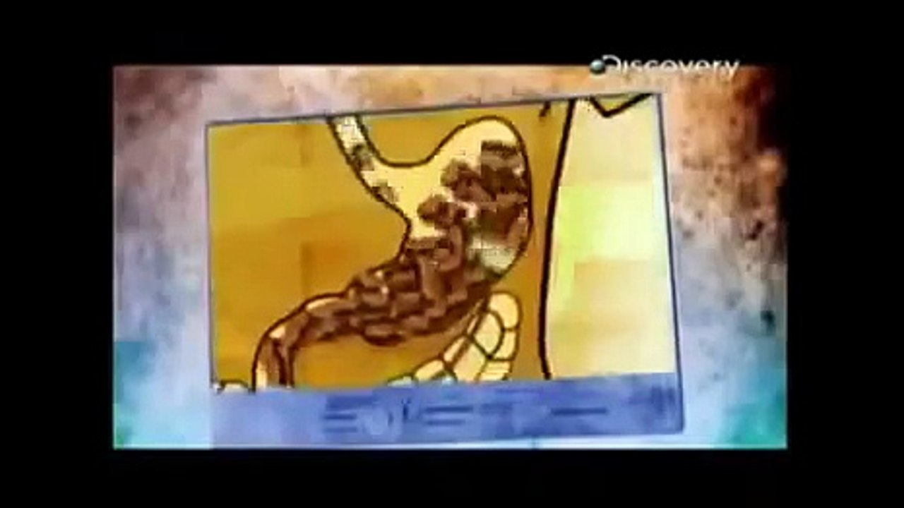 Evolução Pela Alimentação (Dublado) - Documentário Discovery Channel