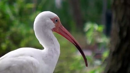 amazing beautiful White Stork ranks