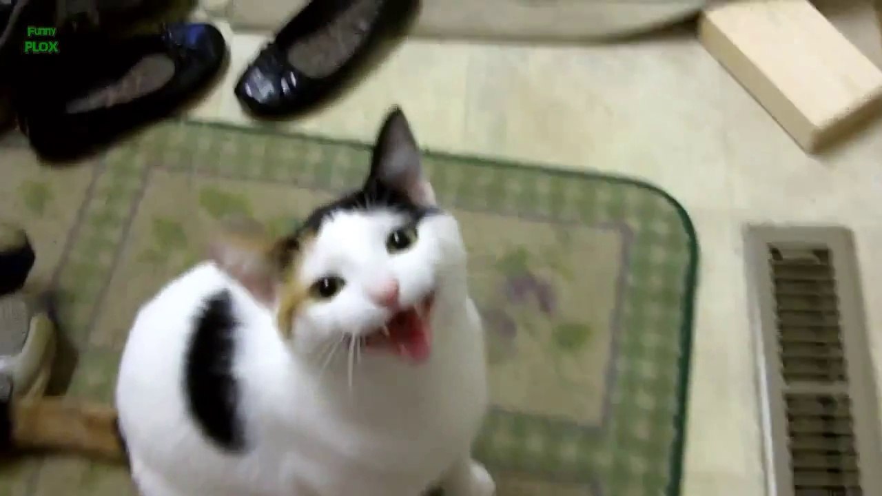Funny cat cheap videos 2016