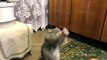 Russian cat dances while his human sings-funniest cat videos
