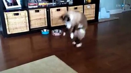 Siamese cat is scared of the carpet-funniest cat videos