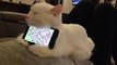 Sleepy kitten makes excellent phone stand-funniest cat videos