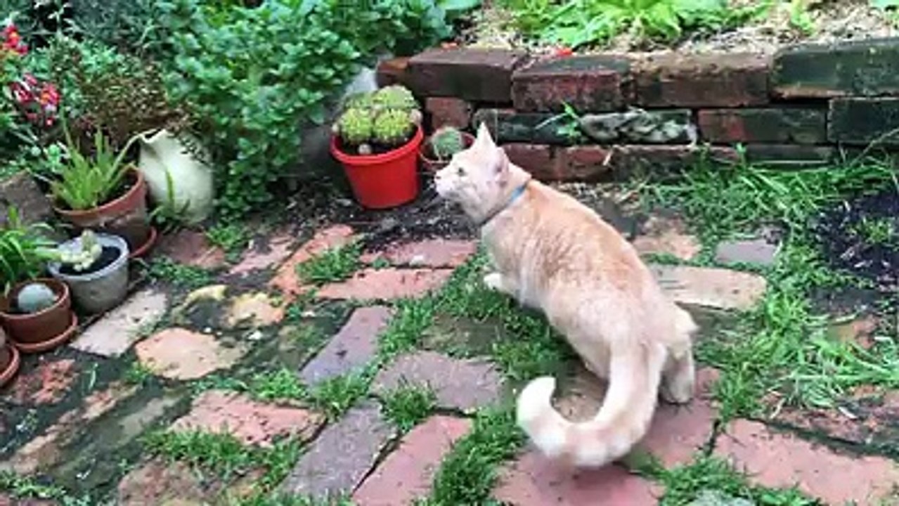 Smart cat imitates bird call-cute cat