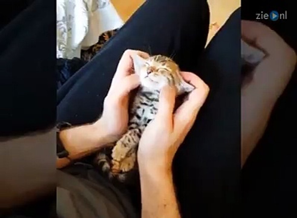 So cute!-funny cat videos