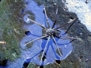 New Species Of Spider Discovered In Queensland