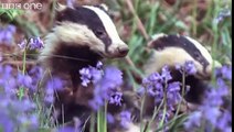 Funny Talking Animals Walk On The Wild Side Episode Three Preview BBC One
