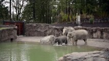 Oregon Zoo elephants test new pools waters