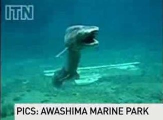 Un requin préhistorique filmé sous l'eau