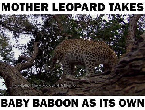 This melts my heart! The baby baboon is so cute.