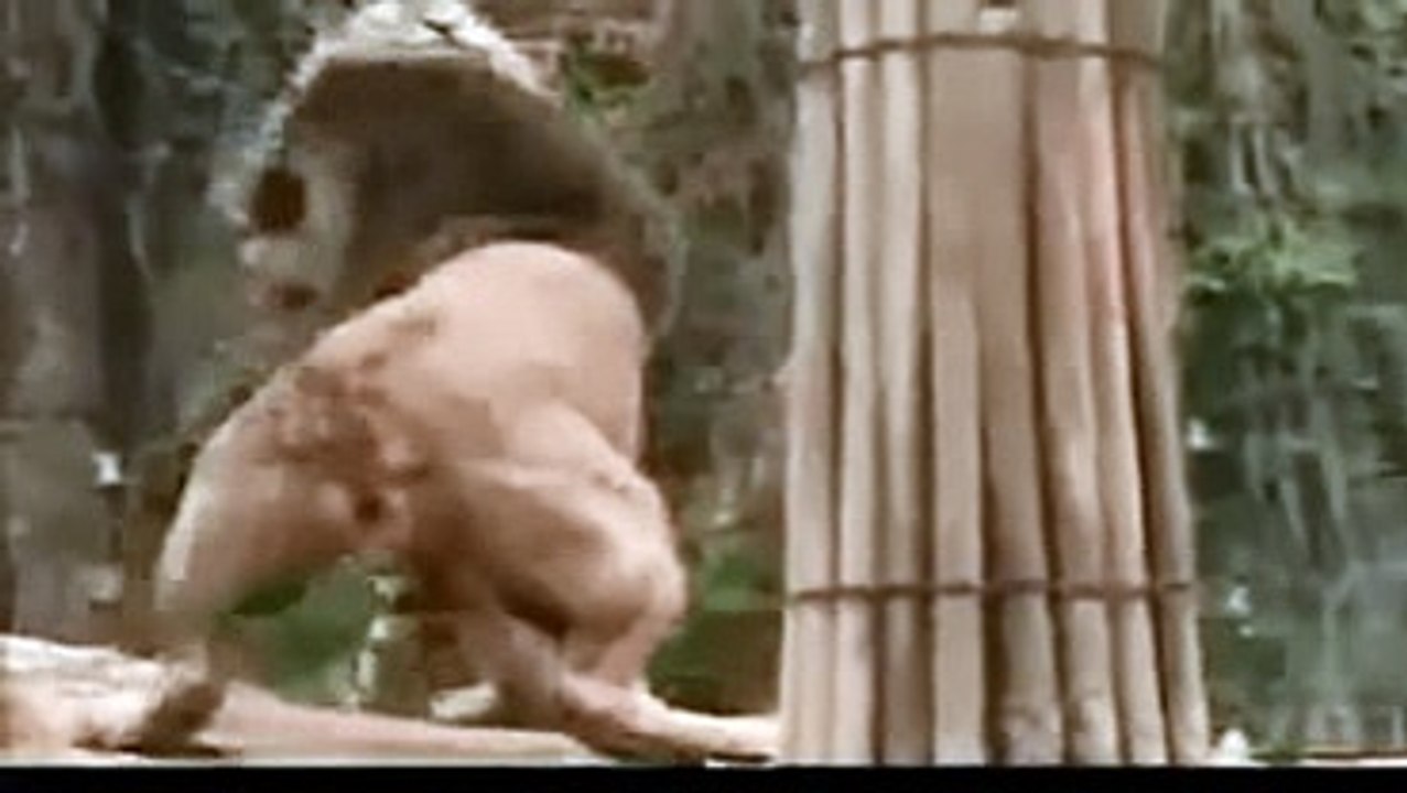 TIGER_vs_LION_Real_Fight_video_Most_Dangerous_Animals_attacks_Documentary