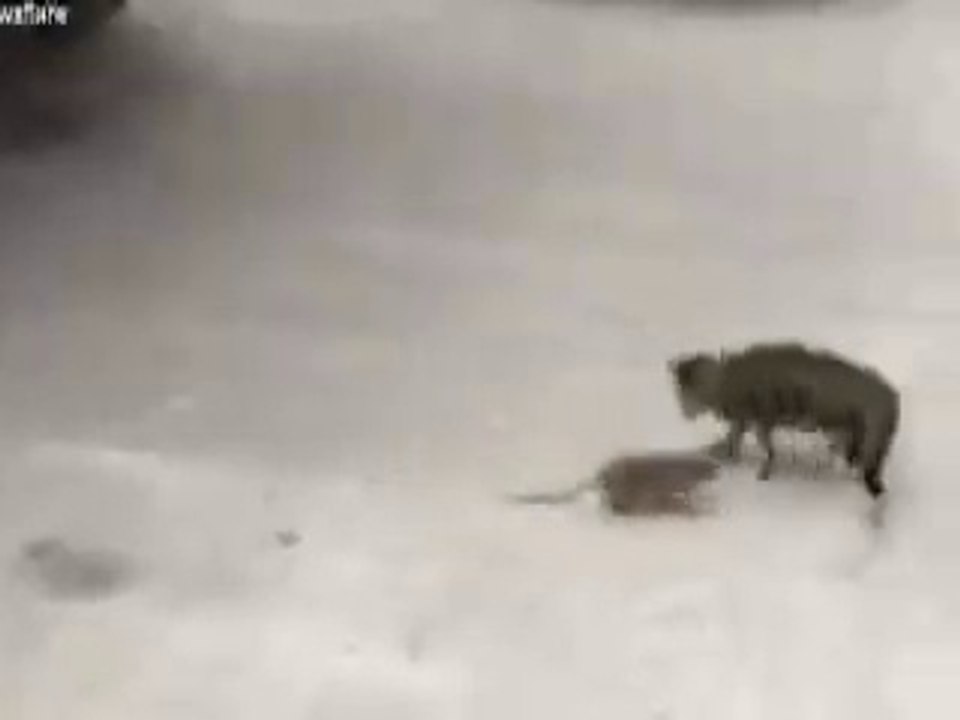 The Cat Who Was Scared Of A Rat
