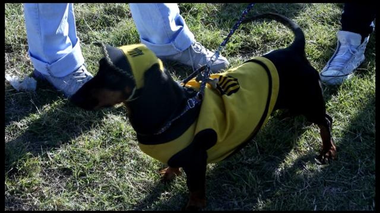 Montevideo realiza primer encuentro de perros salchichas con 400 ejemplares