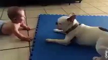 A relação adorável entre um cão e um bebé