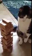 This cat plays Jenga -funniest cat videos