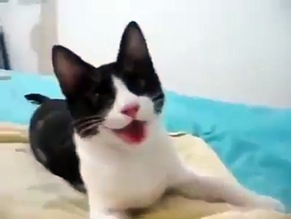 This cat really acts like a dog-funniest cat videos