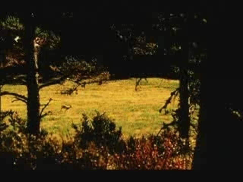 David Lynch ps2 spot