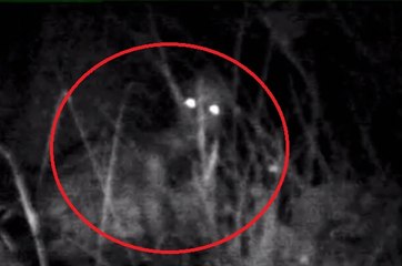 Most Terrifying Creature Caught On Tape - 1