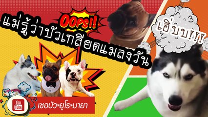 เชอบัว ยูโร มายา ตอนที่ 3 ตามติดที่นอนหมา Celeb