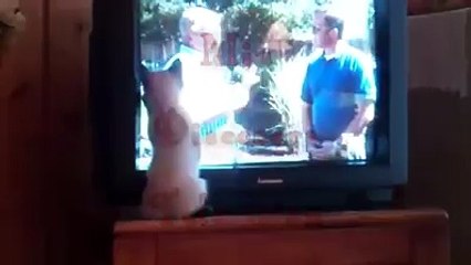 This kitten has never seen a TV before