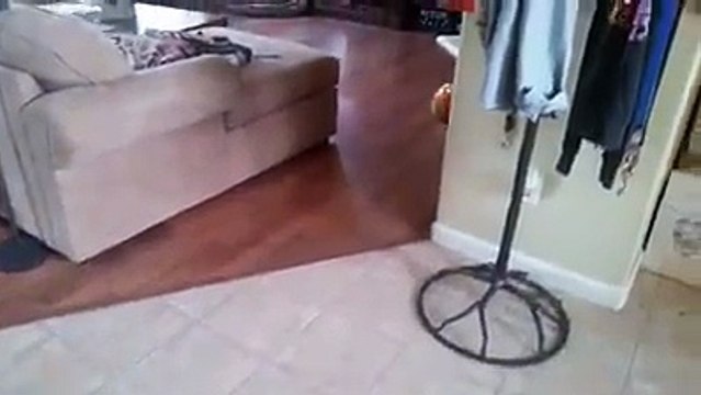 This Siamese kitten never wants to let go of her balloon anymore