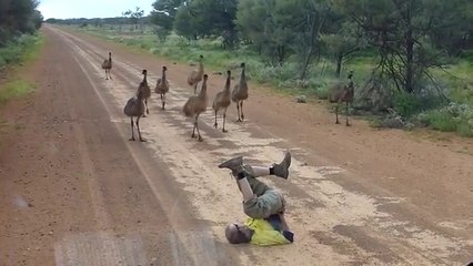 Man attracts the Emus with Leg Cycle in the air