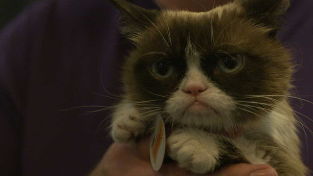 Grumpy Cat Treats Fans at SXSW