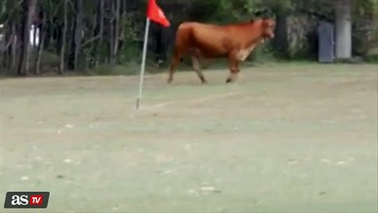 A cow interrupt a game and attacks players !!!